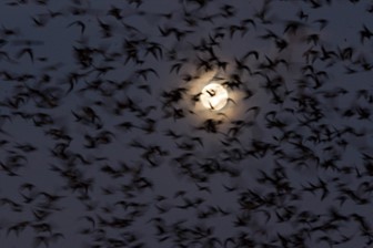 Purple Martins